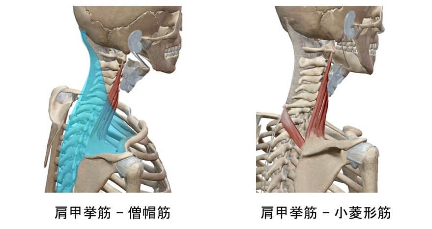 肩甲挙筋と周囲組織